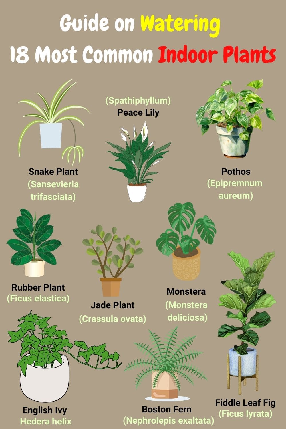 Guide on Watering 15 Most Common Indoor Plants