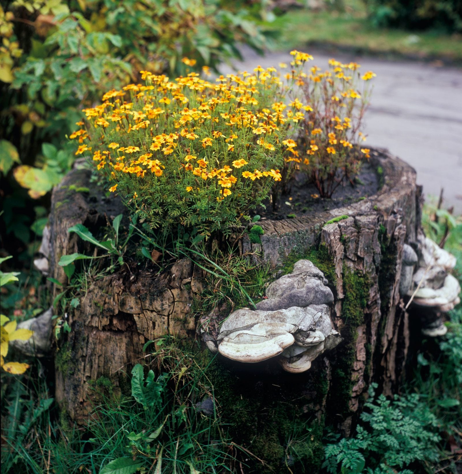 How to Bore Out A Tree Stump for A Planter