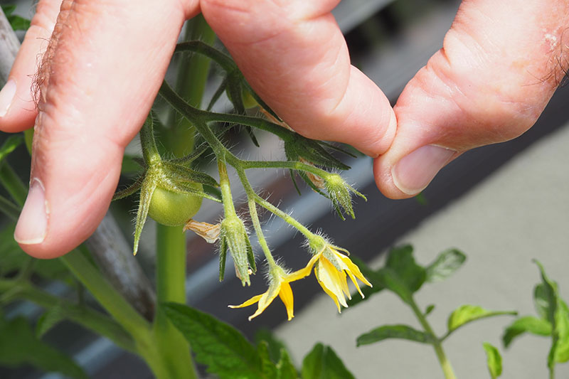 Pollinating Tomatoes by Hand