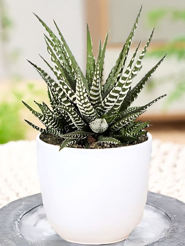 Haworthia