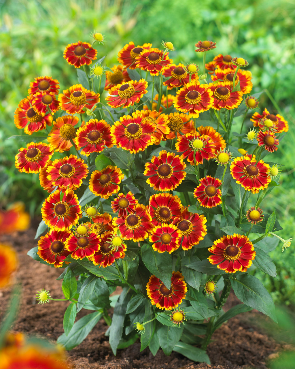 Helenium