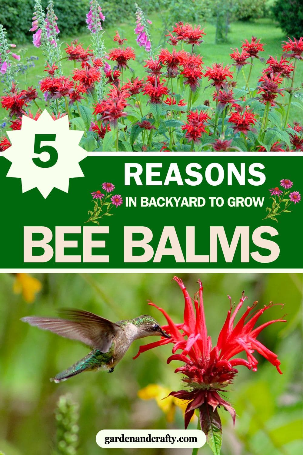 Here're Reasons Why You Should Grow Bee Balms In Your Backyard