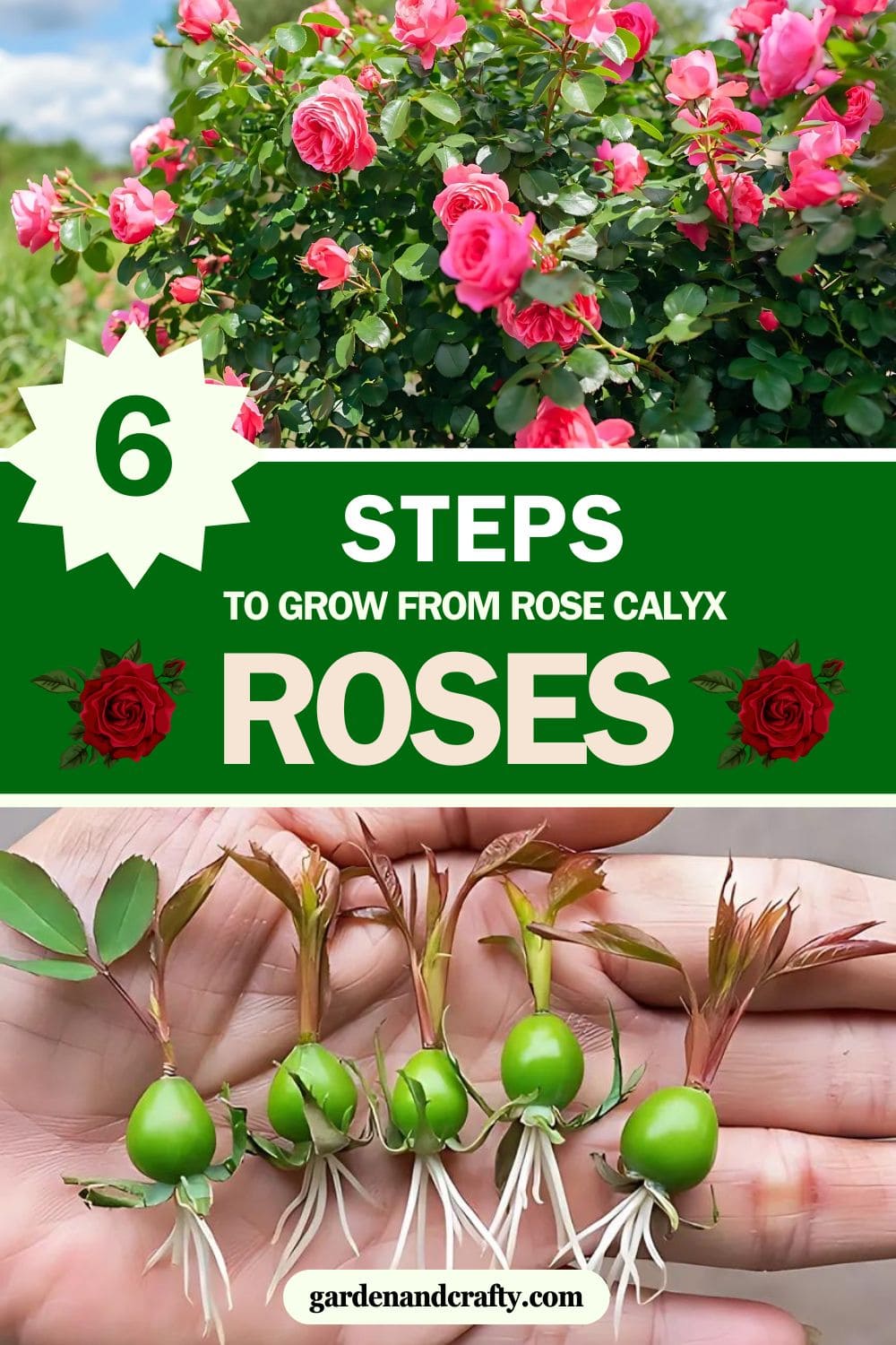 Here's Full Guide on Growing Roses from Rose Calyx