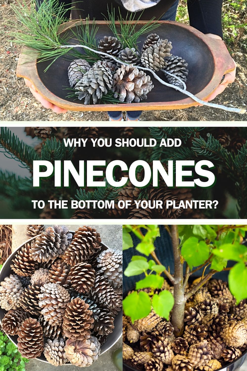 Here's Why You Should Add Pinecones to The Bottom Of Your Planter