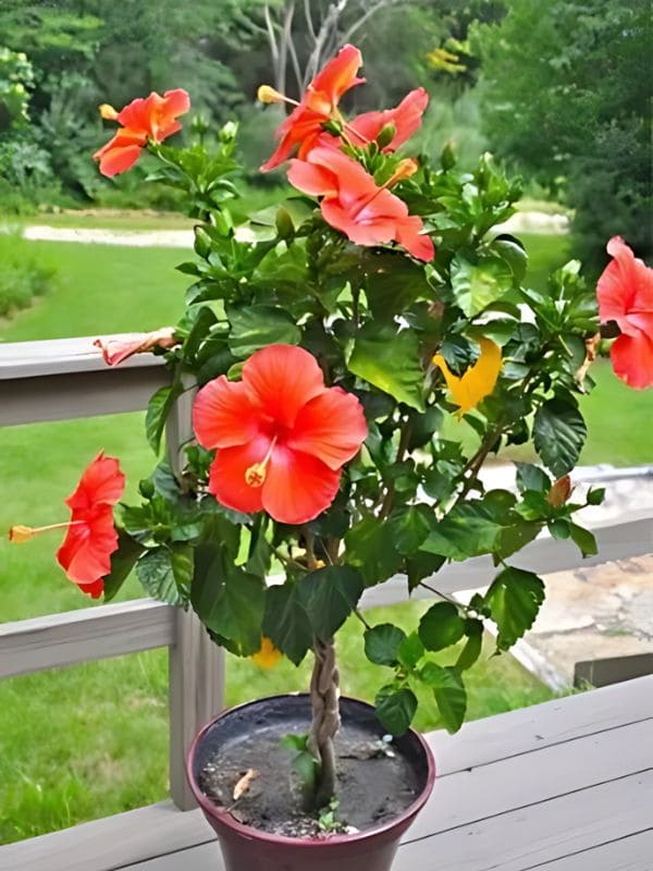 Hibiscus