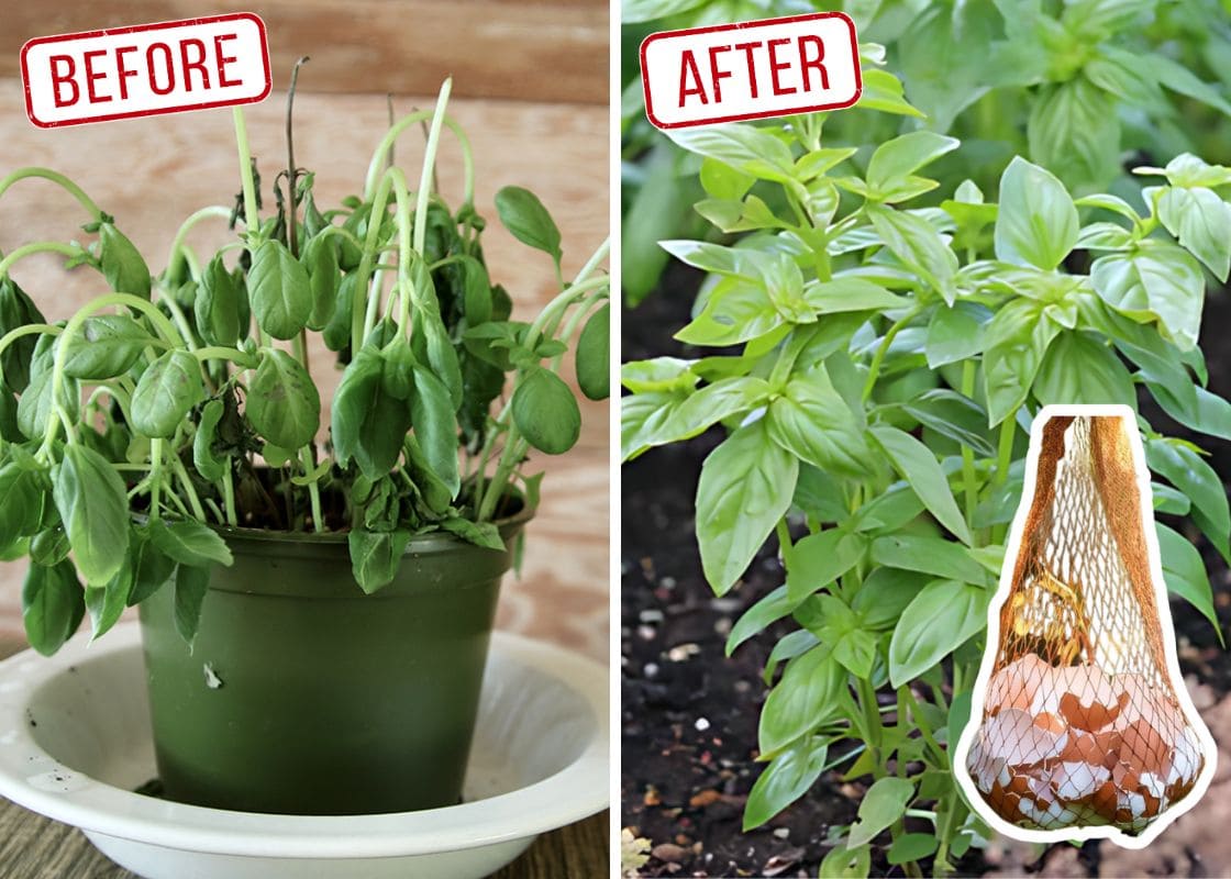 The Hidden Benefits of Hanging a Mesh Bag of Eggshells in the Garden