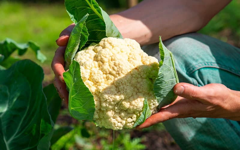 Harvest Cauliflower