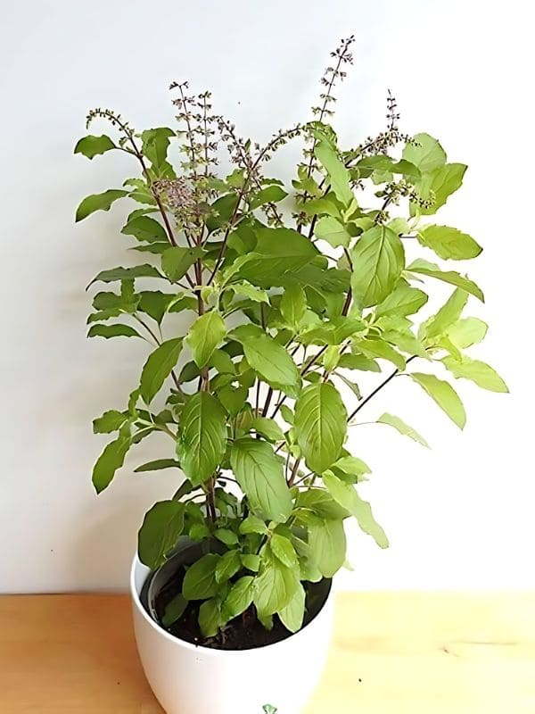 Holy Basil