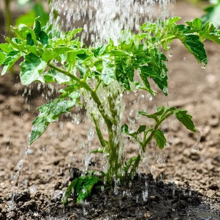 Watering Tomato In The Right Way