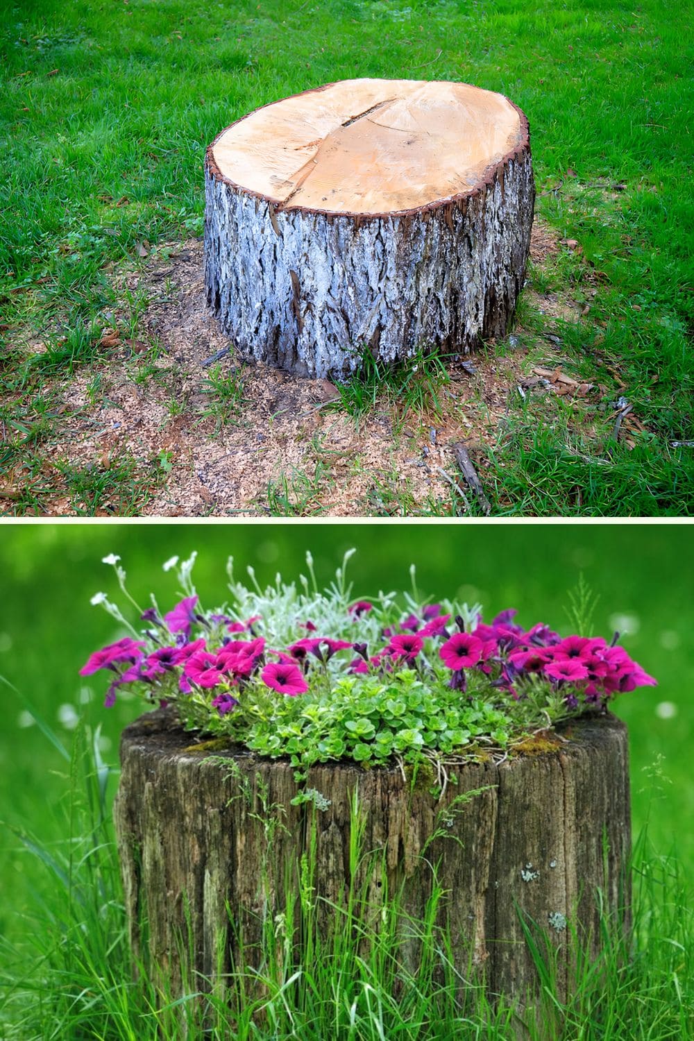 How to Bore Out A Tree Stump for A Planter