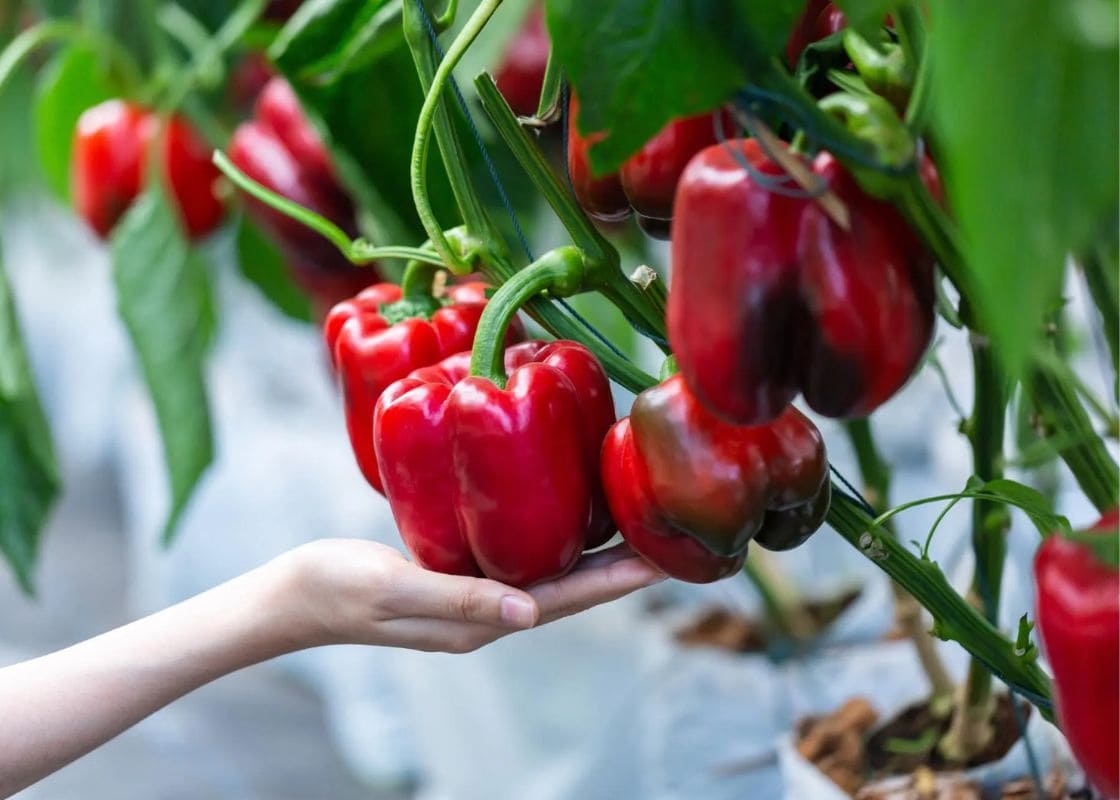 You Will Harvest Buckets With Full of Bell Peppers Thanks to This Guide