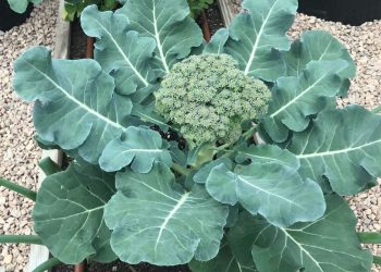How to Grow Broccoli In A Container