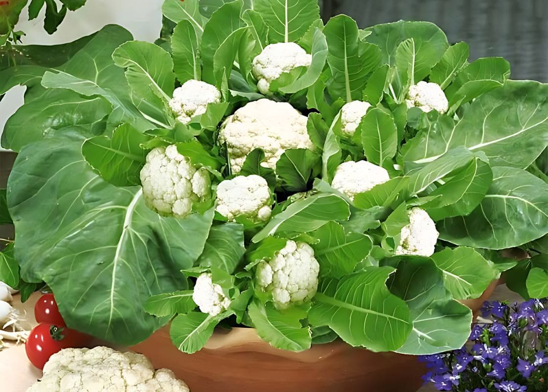 Step-by-step Guide on Growing Cauliflower In A Pot