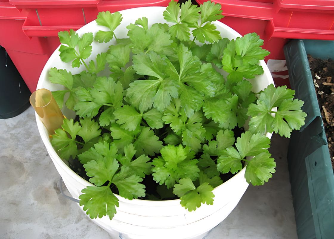 You Can Enjoy A Never Ending Supply of Celery At Home In A Pot. Follow This Step-by-Step Guide