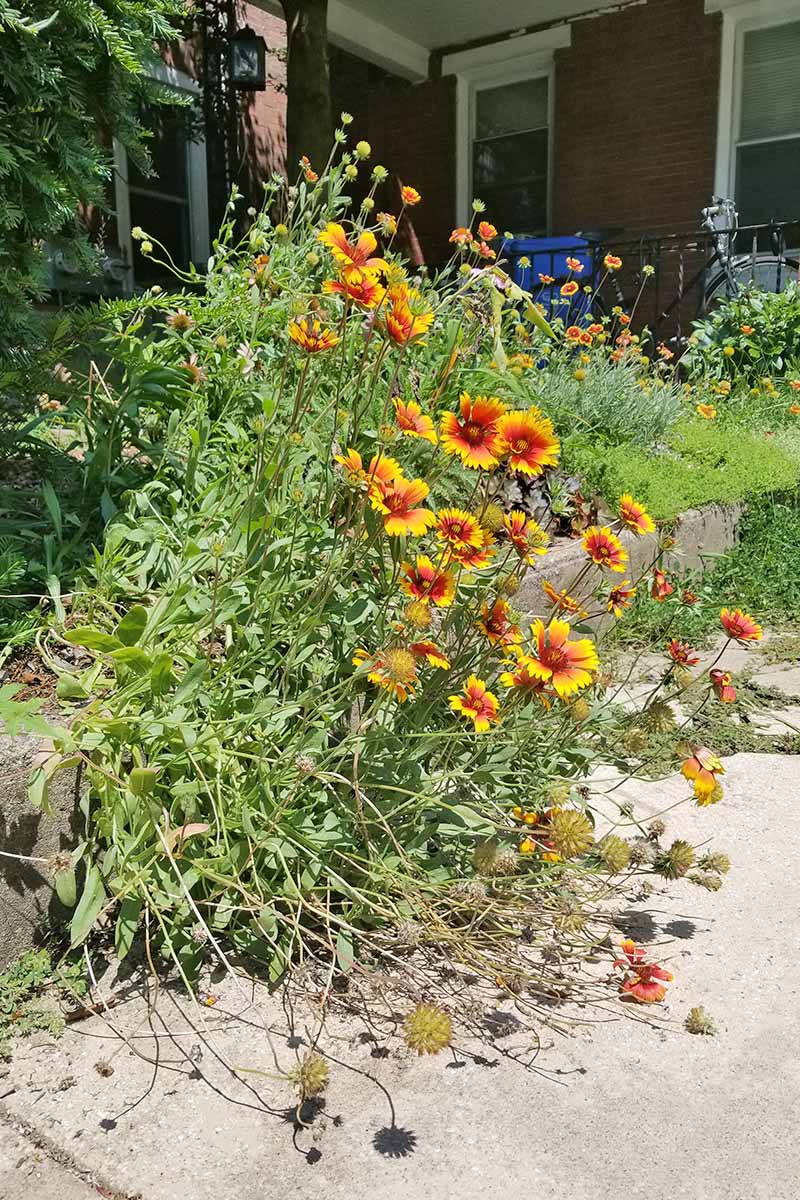 Blanket Flower