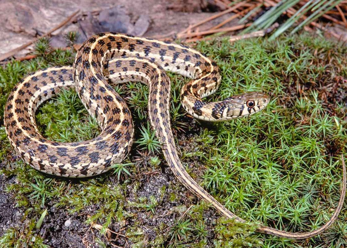 Don’t Worry About Snakes Anymore. These Ways Help You Keep These Animals Out of Your Garden