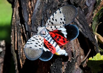 How to Kill Spotted Lanternfly