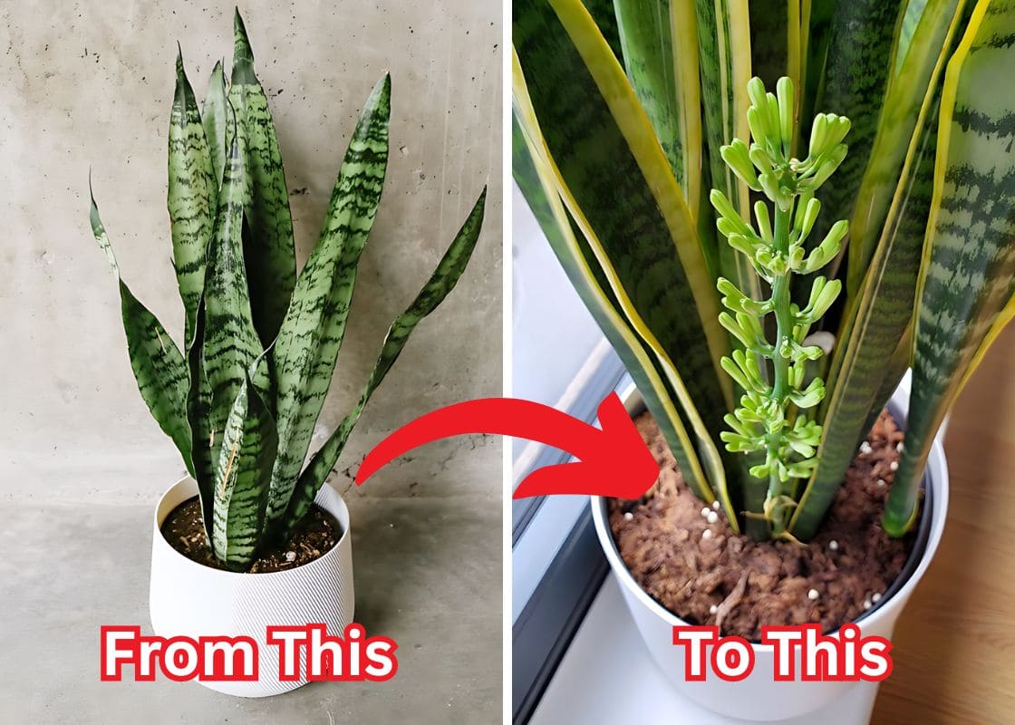 Many Don’t Know Snake Plants Can Bloom. Here’s How to Help Yours Flower