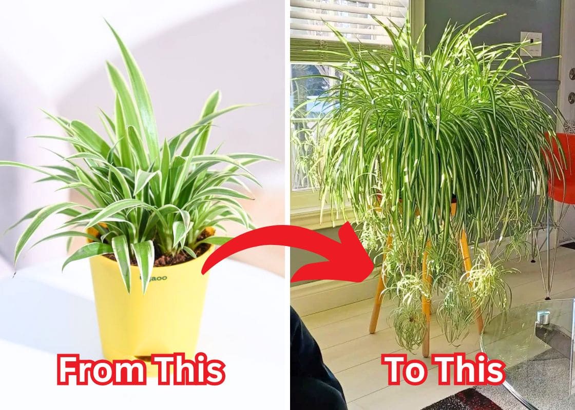 Your Spider Plant Will Become Bushy Thanks to These Tips: