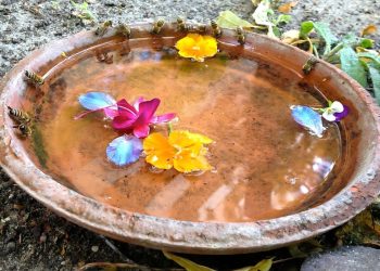 How to Make a Bee Waterer