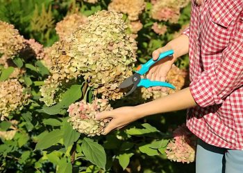 How to Prune Hydrangeas
