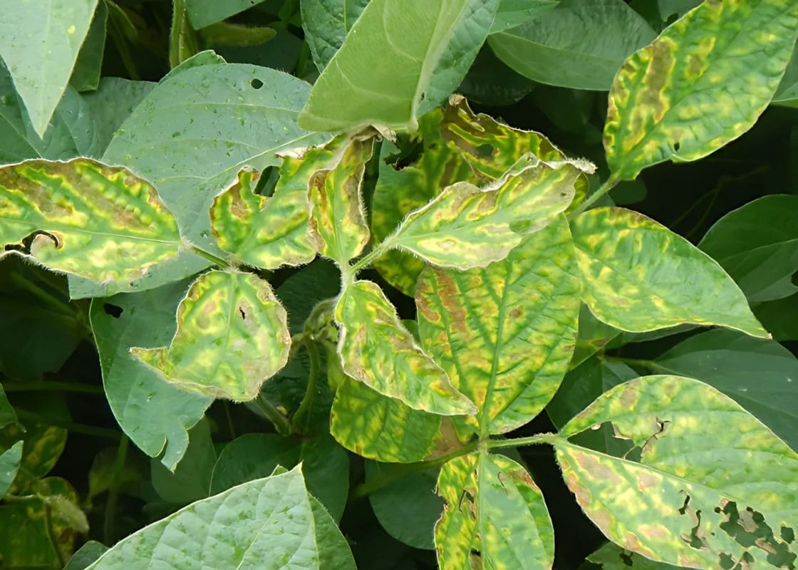 Say Goodbye to Fungal Infection On Plants With This Mixture