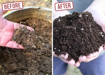 Don't Toss That Old Potting Soil. Here's How to Reuse and Improve It How to Reuse Old Potting Soil And Improve It