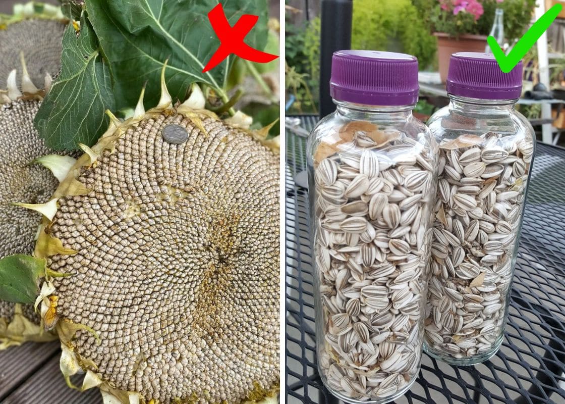 Tips You Should Know to Save Seeds Effectively