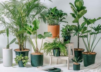 How to Water 18 Most Common Indoor Plants