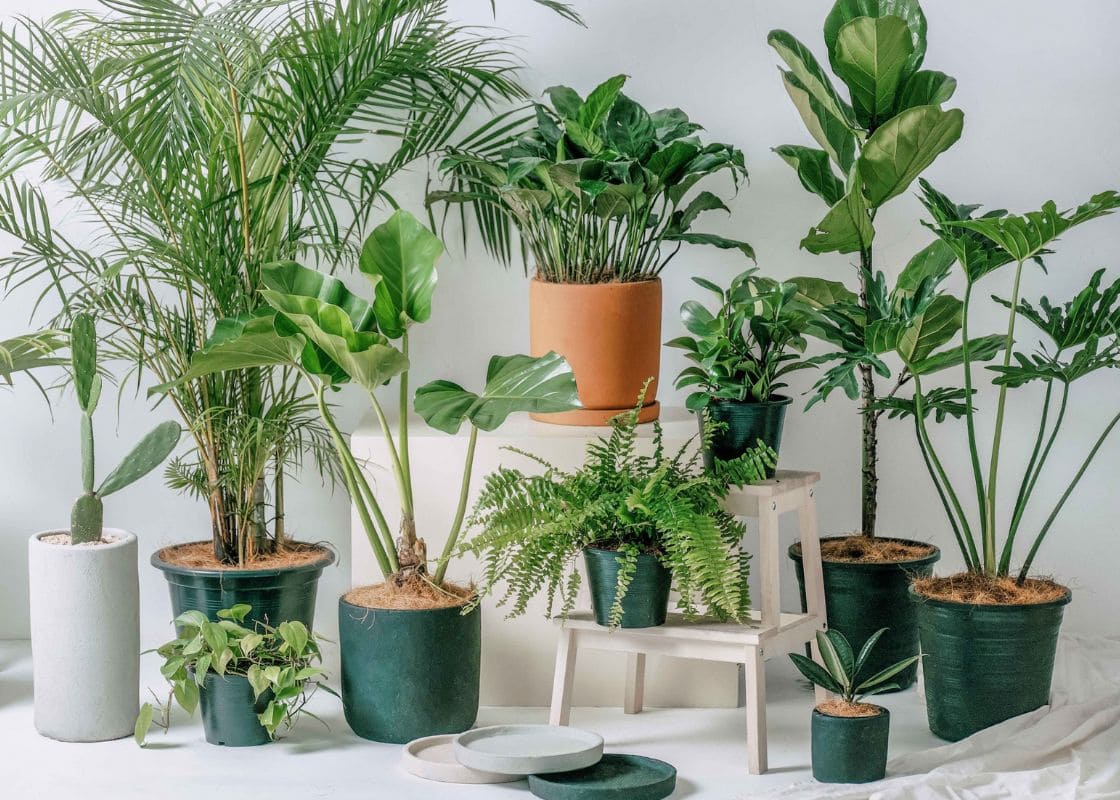 Guide on Watering 18 Most Common Indoor Plants