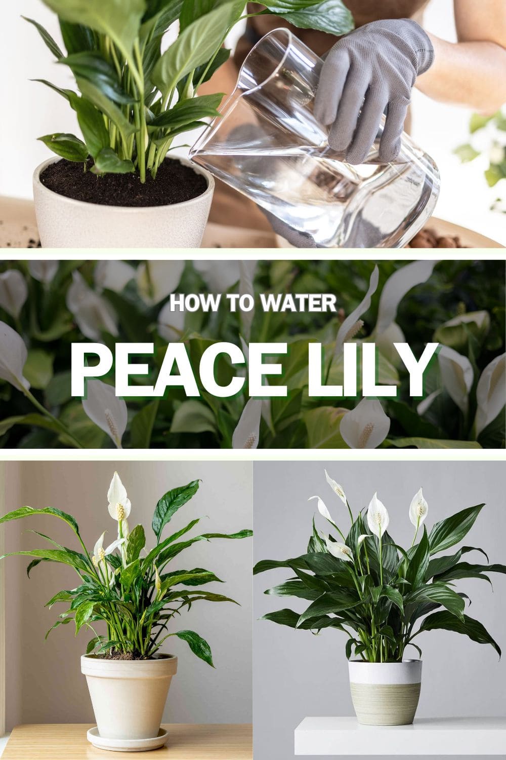 How to Water Peace Lily