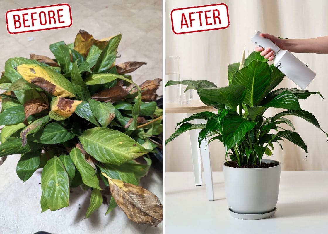 Stop Watering Your Peace Lily Wrong. Here is The Right Way You Should Follow.