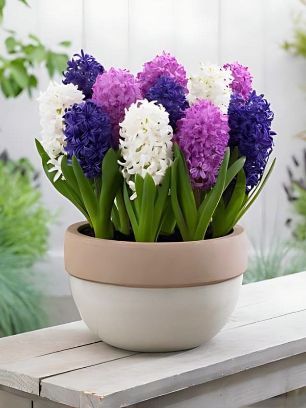 Hyacinth