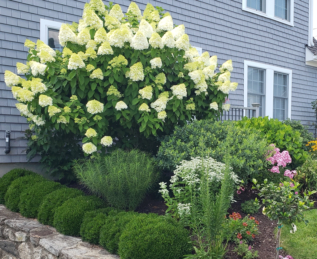 Panicle Hydrangeas