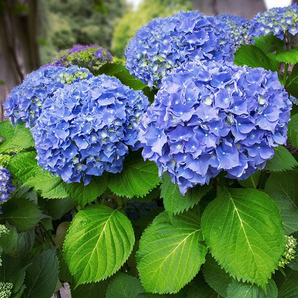 Bigleaf Hydrangeas