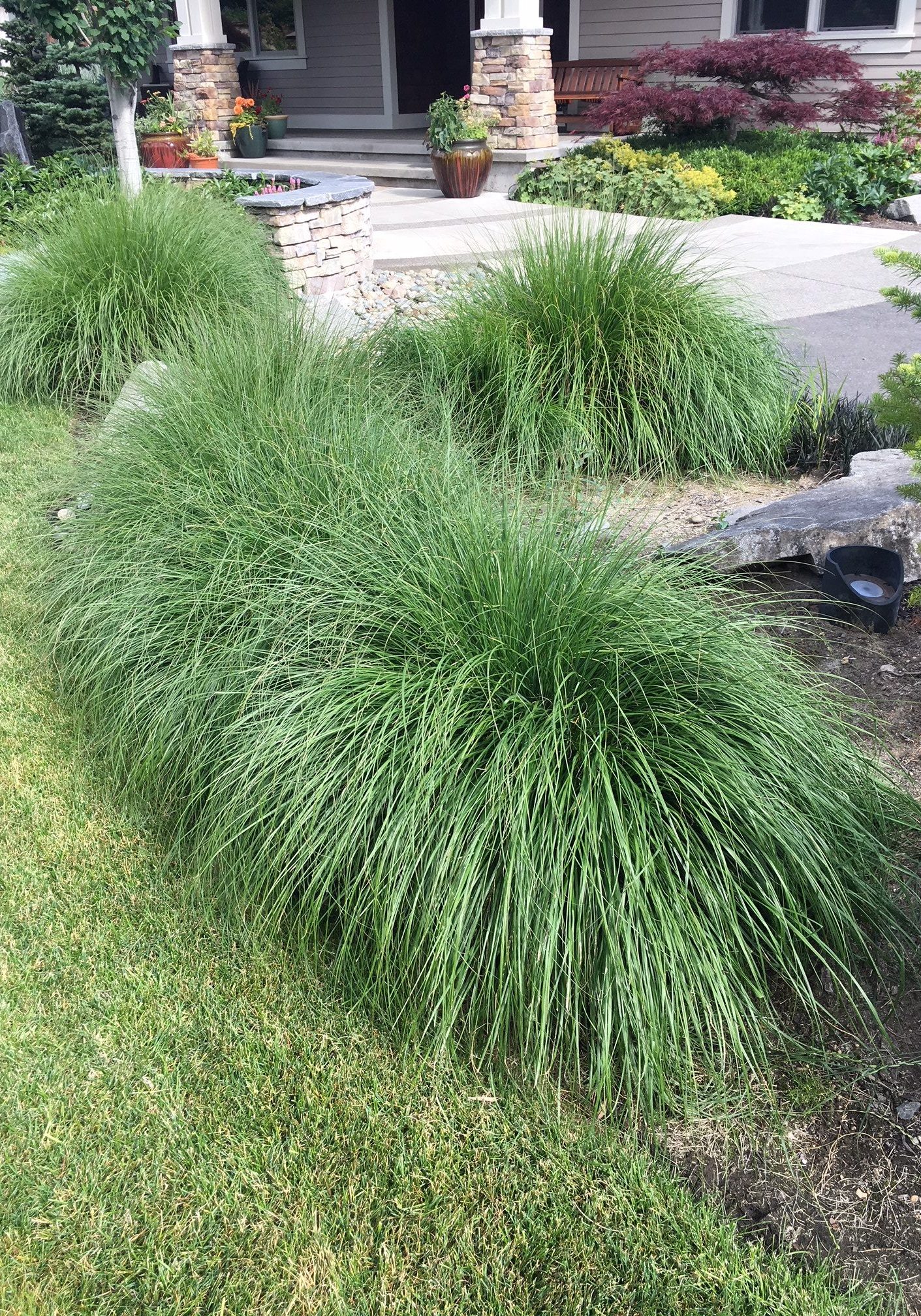 Ornamental Grasses