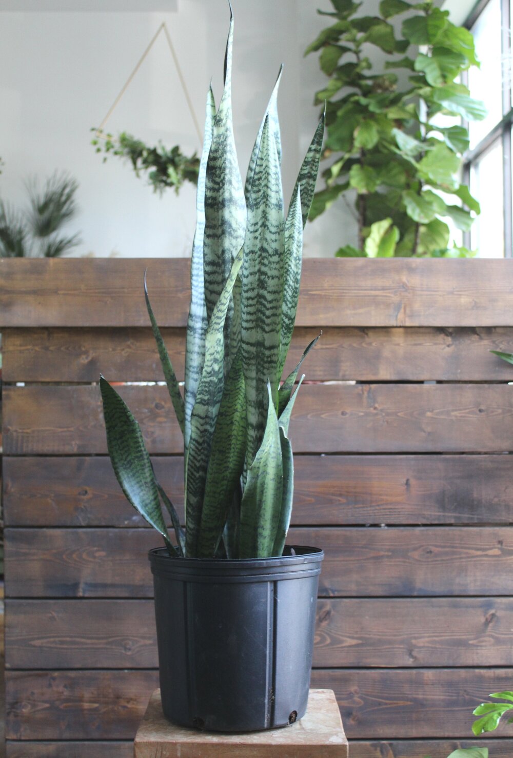 Black Coral Snake Plant