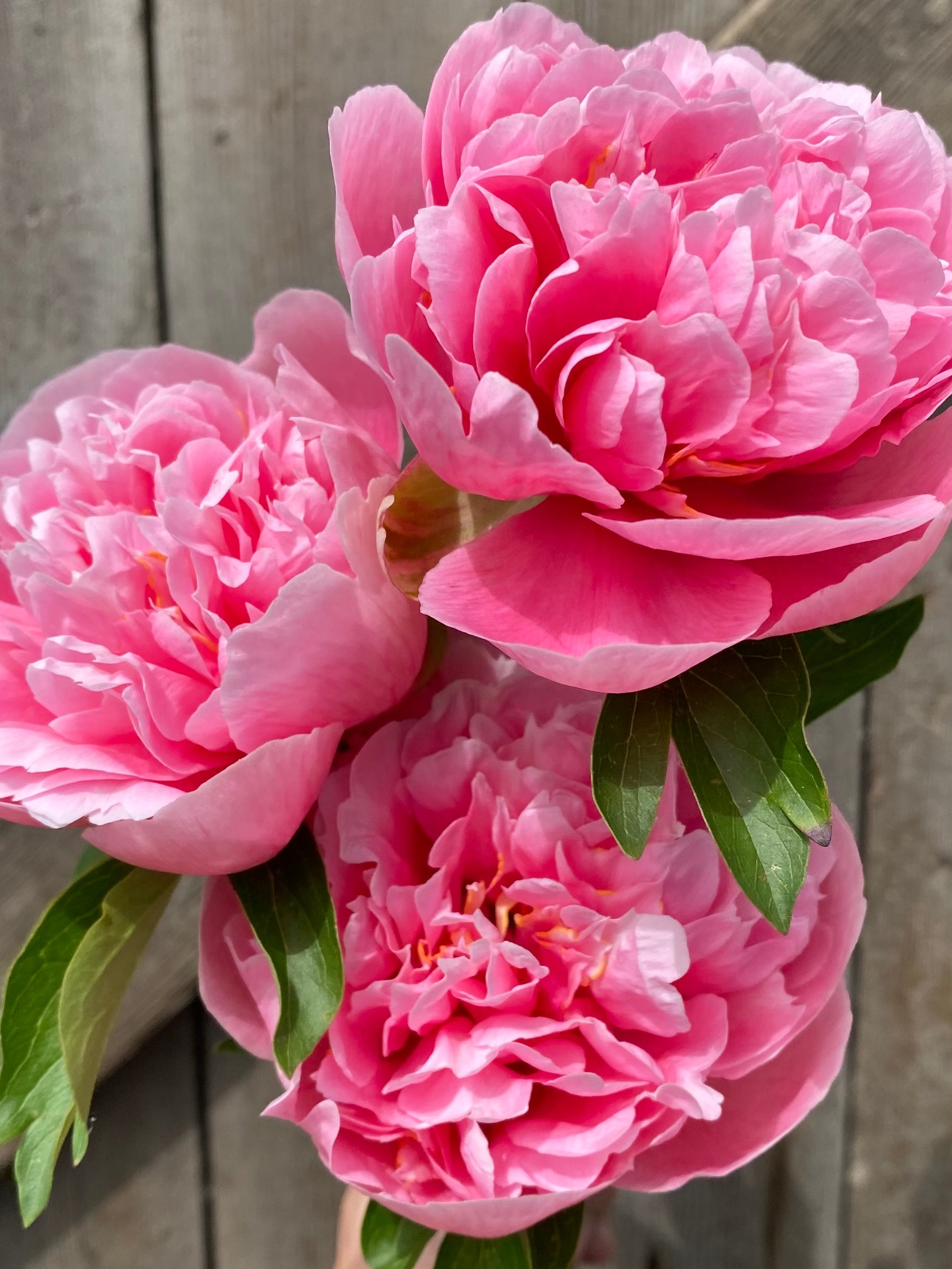 Peonies