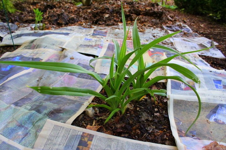 Newspapers as Soil Moisture Retention