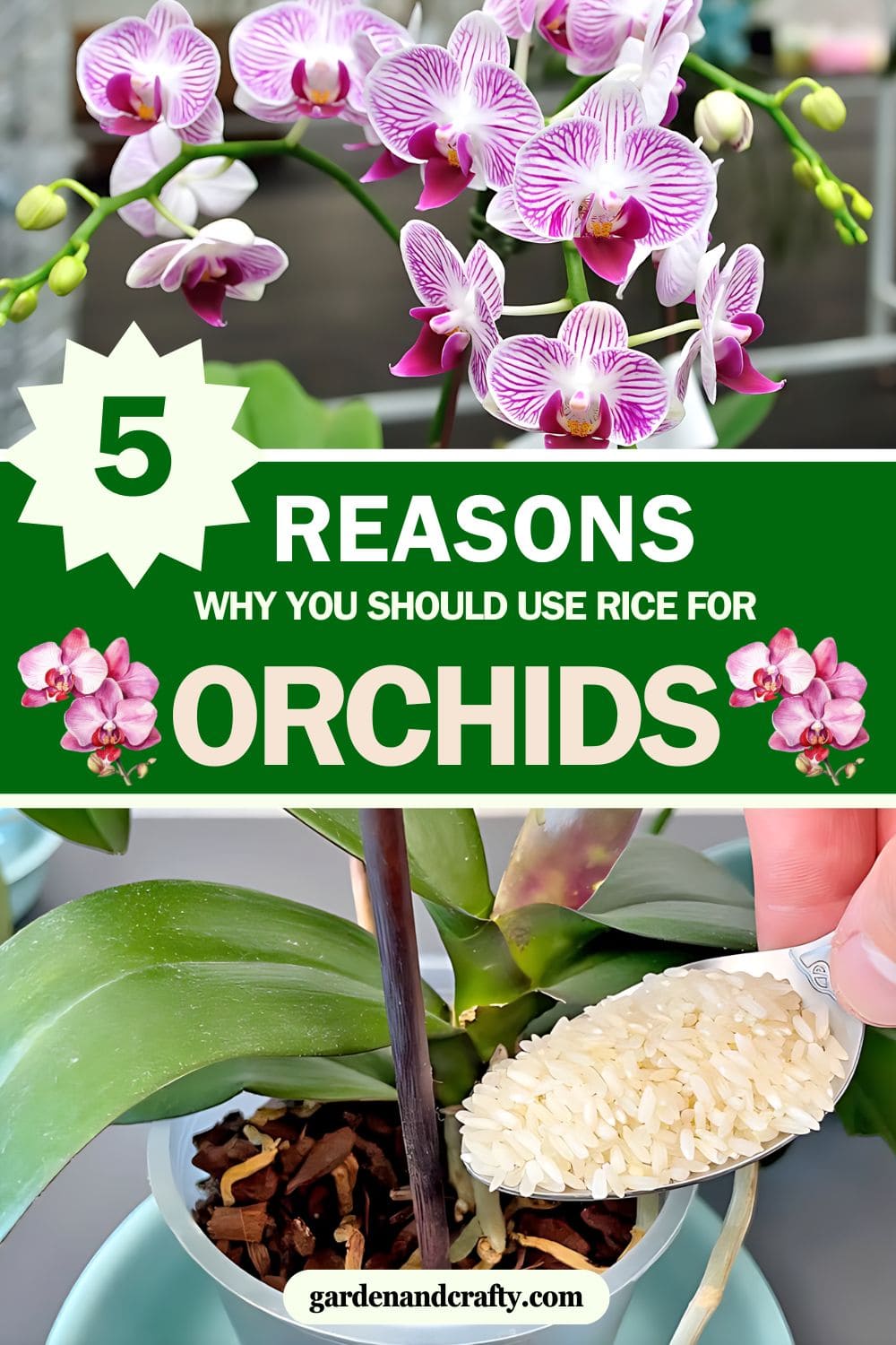 If Your Orchids Don't Bloom, Try This Tip With Rice