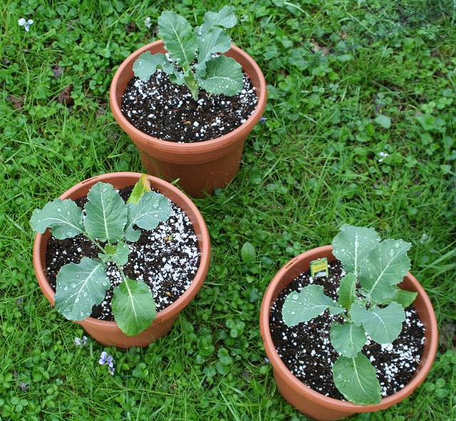 Planting Cauliflower In a Pot