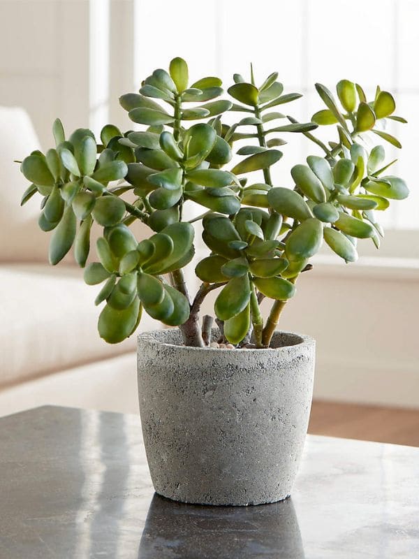 Jade Plant