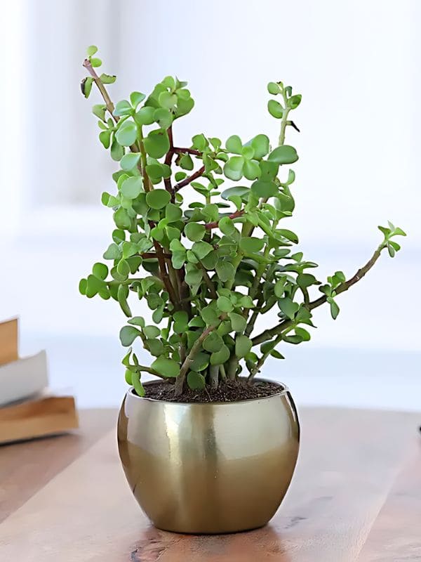 Jade Plant