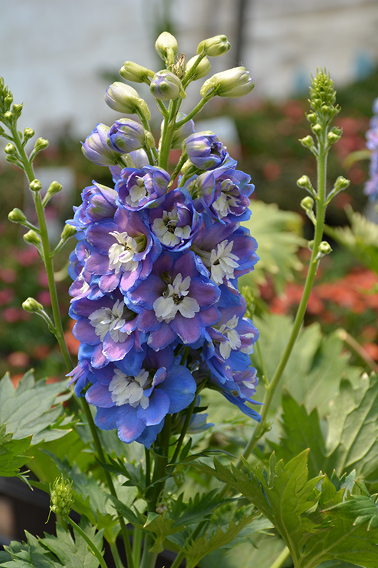 Larkspur