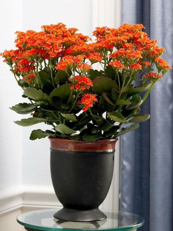 Kalanchoe