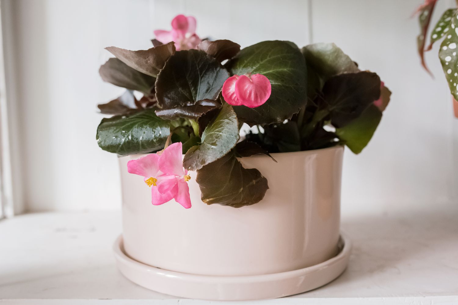 Black Diamond Wax Begonia