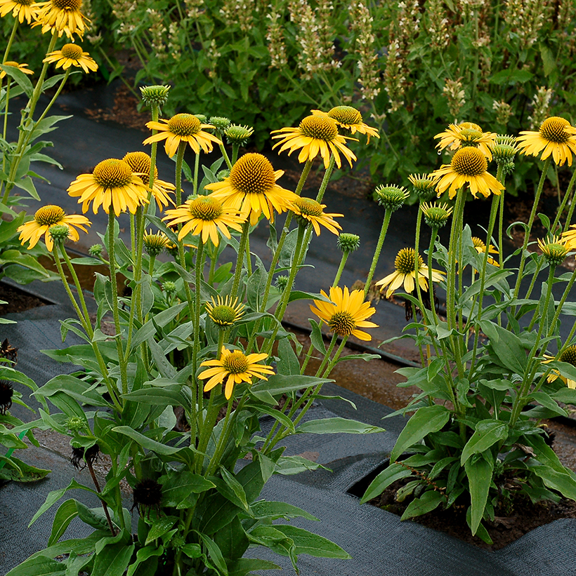 Coneflower