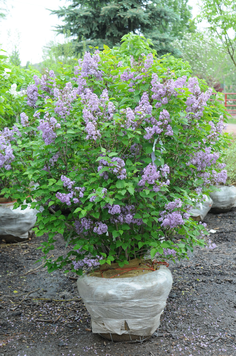 Choose Low-Maintenance Plants