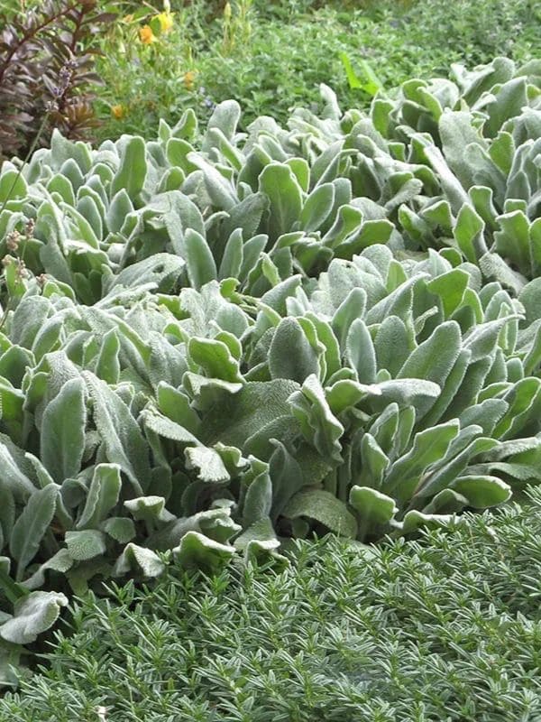 Lamb's Ear