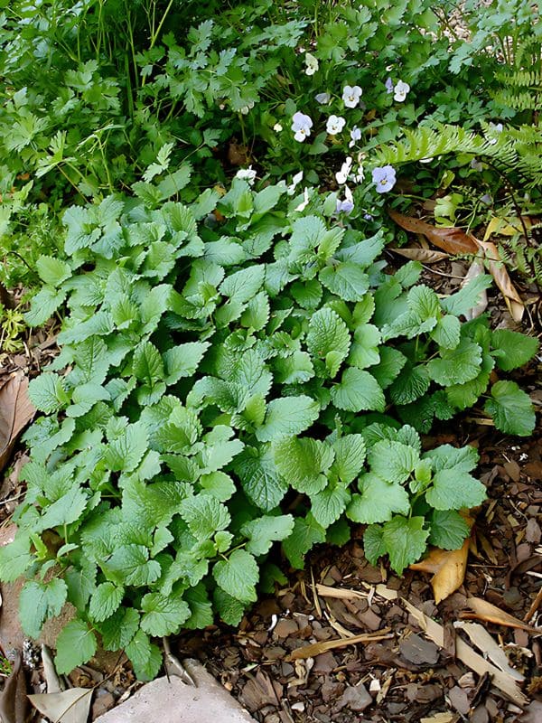 Lemon Balm